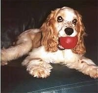 The front right side of a tan American Cocker Spaniel that is laying on a couch with its head up it has a red toy ball in its mouth