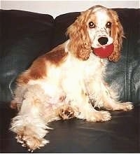 The right side of a tan American Cocker Spaniel that is sitting on a couch with a toy ball in its mouth