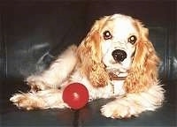 A tan American Cocker Spaniel is laying on a couch with a red toy ball next to its front paws