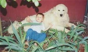 A Great Pyrenees is laying against a red barn wall outside with a small boy laying up against the dogs belly.