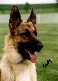 Close Up Head Shot - A black and tan German Shepherd is sitting in a field. The words - Sady - are overlayed