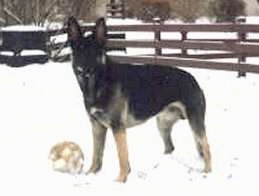 A black and tan German Shepherd is standing in snow with a white soccer ball next to it and a brown wooden picket fence behind it.