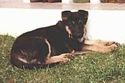 A black and tan German Shepherd puppy is laying in grass against a white wall.