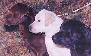 Upper body shot of three dogs in a row - A chocolate Labrador Retriever puppy, A yellow Labrador Retriever puppy and a black Labrador Retriever puppy are sitting in grass in front of a bush.