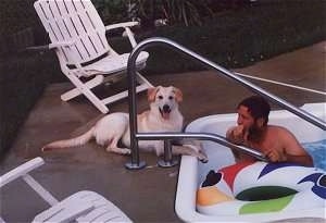 A happy yellow Labrador Retriever is laying in front of a pool. There is a person in the pool next to a round ring floaty who is looking at the dog. There are white pool chairs in front of and behind the dog. The yellow Labs mouth is open and tongue is out