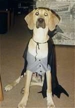A large breed, drop eared, tan bloodhound/Labrador mix is sitting on a tan carpet and it is dressed as a vampire with a gray shirt and a black cape.