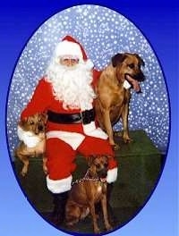 A Santa Claus is sitting on a table and there are three dogs around it.