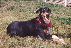 Sawyer the Doberman/Collie mix laying in the lawn with its mouth open and tongue out