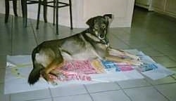 A shorthaired, black and tan with white Alaskan Malamute/Husky mix is laying on papers of a full body drawing of a girl on top of a tan tiled floor.