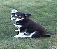 A black with white Husky mix puppy is sitting in grass.