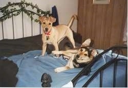 Two dogs on a human's bed that is covered in a blue blanket - A yellow Labrador/Rottweiler mix is standing and next to it is a black and tan German Shepherd/Husky that is laying on its side.
