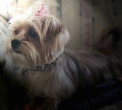side view upper body shot - A small breed, longhaired, tan Yorkie mix is laying on a bed and it is looking to the left with a pink bow in its top knot.