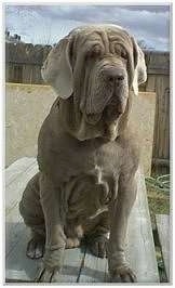 Front view - A natural-eared, wrinkly, grey Neapolitan Mastiff is sitting on top of a wooden picnic table.