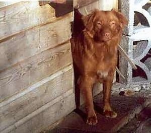 Front view upper body shot - A red with a tuft of white Nova Scotia Duck-Tolling Retriever is peering out a door in front of a wooden dog house looking forward.