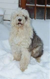 Front view - A grey with tan Old English Sheepdog is sitting in snow looking up. Its mouth is parted slightly.