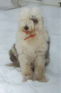 A grey with tan Old English Sheepdog is sitting in snow looking down. Its mouth is open and tongue is out.