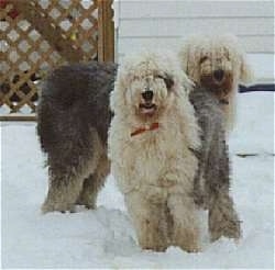 Two grey with white Old English Sheepdogs are standing in snow looking forward in front of a white house.