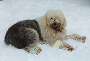 A shaggy grey with tan Old English Sheepdog is laying outside in snow with a bone over its front paw looking towards the camera.