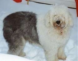 Left Profile - A shaggy grey with tan Old English Sheepdog is standing in snow looking forward with snow over its muzzle.