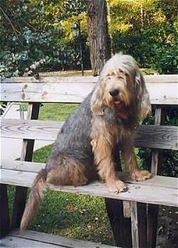 A shaggy, tan with brown and white Otterhound dog is sitting outside on a wooden bench and it is looking to the left. Its mouth is open and its tongue is slightly out. It has long drop ears and hair covering its eyes.