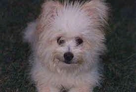 Close up head and upper body shot - A fuzzy white with tan Pomapoo is sitting in grass and it is looking up and forward.