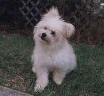 A fuzzy white with tan Pomapoo is sitting on grass and it is looking forward. Its head is tilted to the right. There is a wooden fence behind it.
