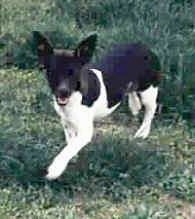 Front side view - A black and white Rat Terrier is standing in grass and it is looking forward. Its mouth is open and it looks like it is smiling.