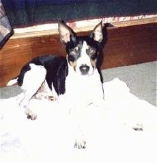 A black and white with tan Rat Terrier is laying on a white blanket and it is looking forward.