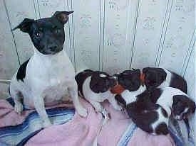 A black and white Rat Terrier is sitting on a blanket and to the right of it is a litter of black and white Rat Terrier puppies.
