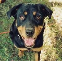 Top down view of a black and tan Rottweiler is sitting in grass and it is looking up. Its mouth is open and it is smiling.