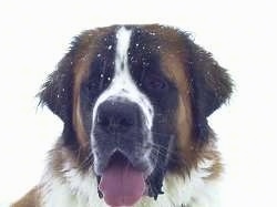 Close up head shot - A brown with white and black Saint Bernard is sitting in snow and it is looking forward. Its mouth is open and tongue is out. There is snow on top of its head.