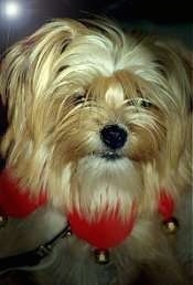 Close up head shot - A long-haired tan Yorkie mix wearing a red felt ring around its neck that has jingle bells hanging from it.