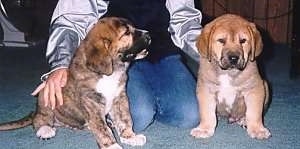 Two puppies are sitting on a blue carpeted floor with a person in-between them on their knees.