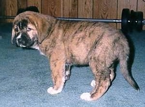 The left side of a brindle with white Spanish Mastiff puppy that is standing across a carpet and it is looking forward. There is a barbell weight against the wall.