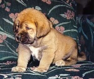 The front left side of a thick-coated, hefty brown with white and black Spanish Mastiff puppy sitting across a floral print couch looking to the left.