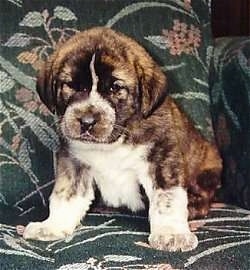 A thick, wide chested, big pawed, brindle with white Spanish Mastiff puppy is sitting on a green floral print couch looking down and forward.