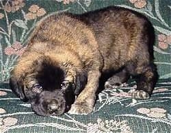 The front left side of a brindle with black Spanish Mastiff puppy that is standing on a couch and it is sniffing a couch. Its a chunky puppy with a big head.