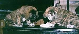Two chunky, thick-bodied, brindle Spanish Mastiff puppies are standing across a table head to head looking to the right.