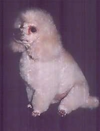 The front left side of a white and tan Toy Poodle that is sitting across a carpeted surface and it is looking to the left. It has tear stains under its eyes, a black nose and fluffy hair with shorter hair on its snout.