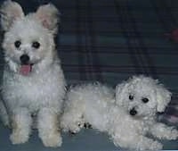 A white Pom-a-poo is sitting on a bed next to A white Bichon Frise who is laying down on the bed and looking to the left.