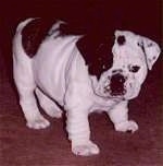 Mugzy the Bulldog as a puppy standing on a carpet and looking at the camera holder