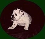 Mugzy the Bulldog as a puppy sitting on a carpet and looking to the left