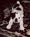 Mugzy the Bulldog as a Puppy laying on a carpet next to a rope toy