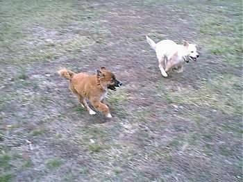 Two dogs are running around a yard