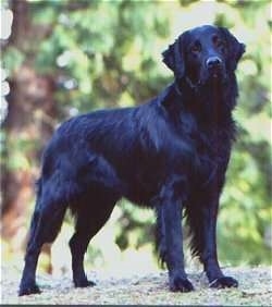 A black Flat-Coated Retriever is standing outside with trees behind it.