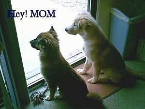 Two Puppies are sitting in front of a sliding door. The words - Hey! MOM - are overlayed in the top left corner