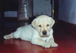 A yellow Labrador Retriever puppy is laying on a red floor in a house looking down.