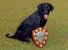 A black Labrador Retriever is sitting in grass with a red silver and gold shield leaning against it. The dogs tongue is hanging out.