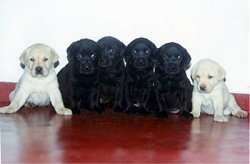 A litter of Labrador Retriever puppies on a red floor against a white wall sitting in a row. There are two yellow Labrador Retriever puppies flanking four black Labrador Retriever puppies