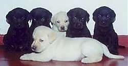Six Labrador Retriever puppies on a red floor against a white wall. Five sitting across the back two black, then one yellow then two more black.  One yellow lab laying down in front. 